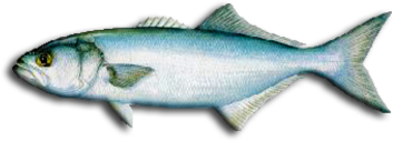 Bluefish