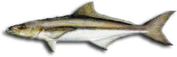 Cobia