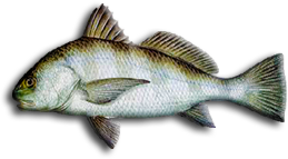 Black Drum