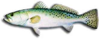 Spotted Sea Trout