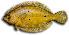 Gulf Flounder