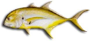 Crevalle Jack