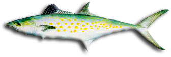 Spanish Mackerel