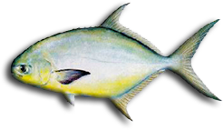 Florida Pompano