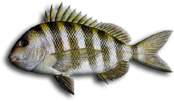 Sheepshead