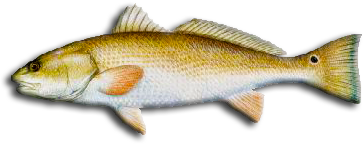 Red Drum (redfish)