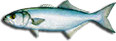 Bluefish