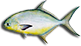 Pompano