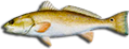 Redfish