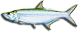 Tarpon