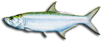 Tarpon